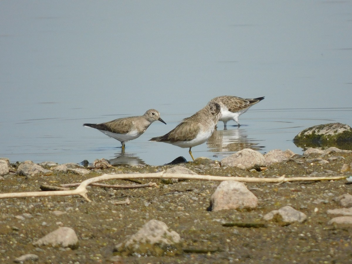 Temminckstrandläufer - ML538959821