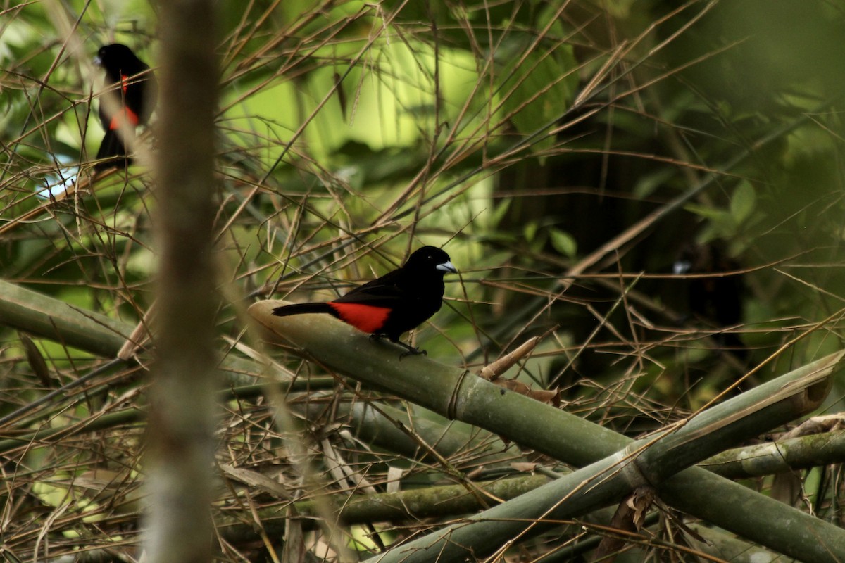 Scarlet-rumped Tanager - ML538959851