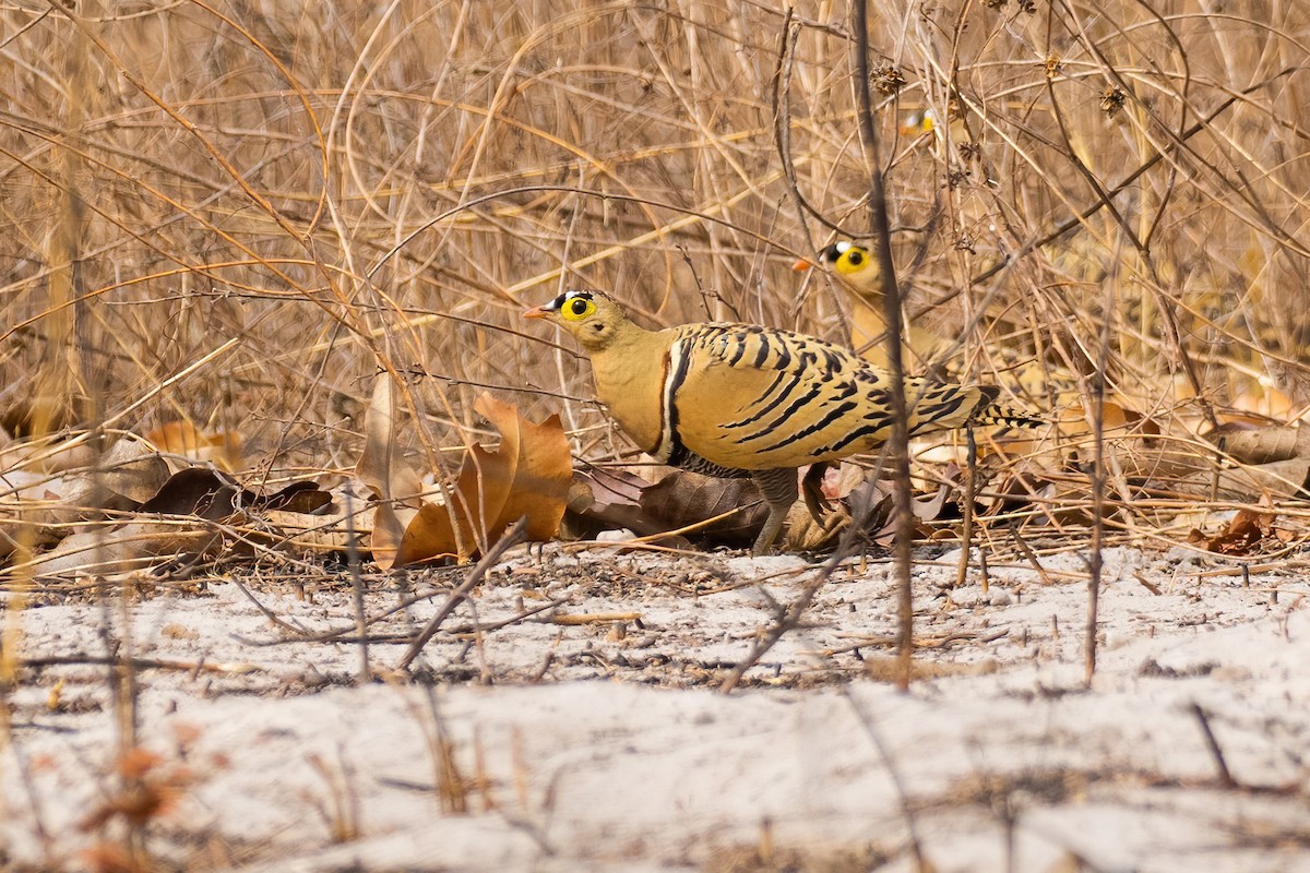 Four-banded Sandgrouse - ML538960741