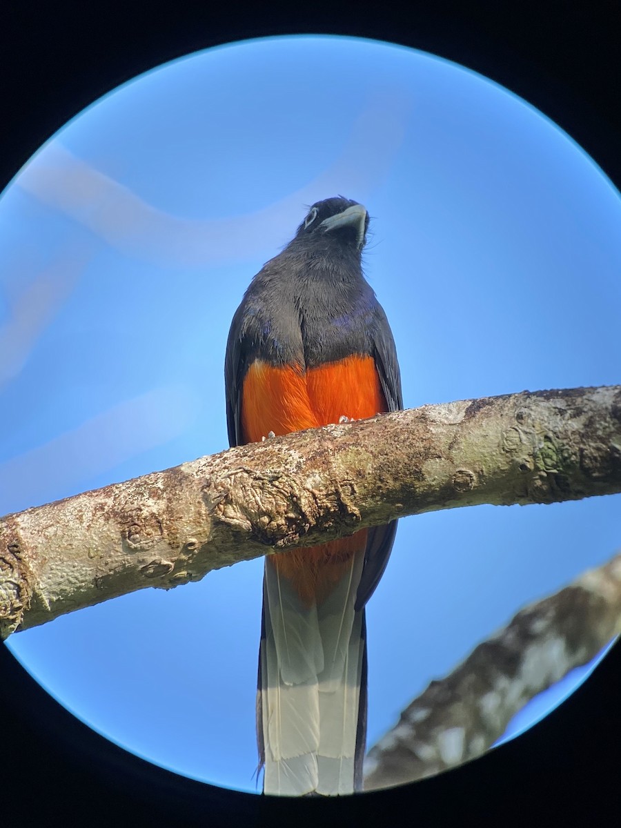 Baird's Trogon - ML538961071