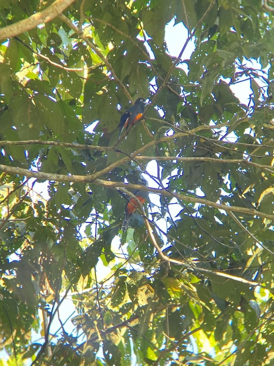 blåryggtrogon - ML538961081