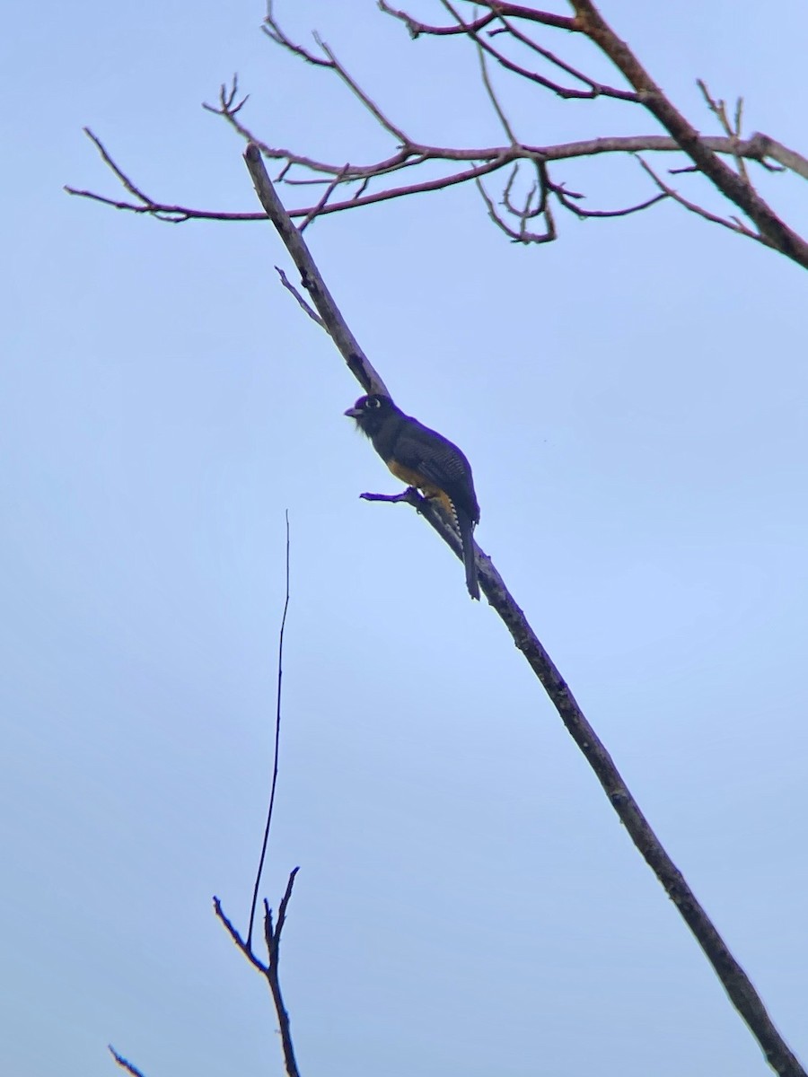 Gartered Trogon - ML538961181