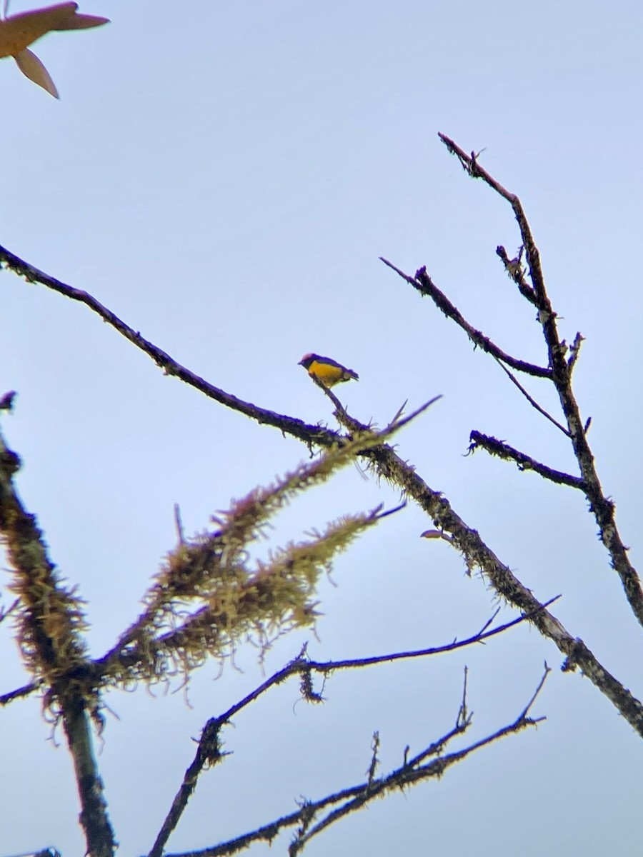 Yellow-crowned Euphonia - ML538961371