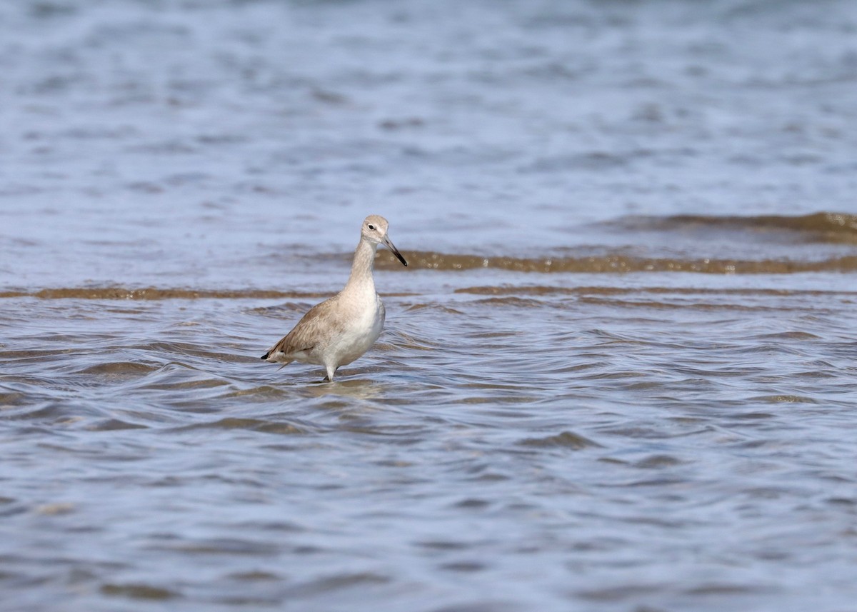 Playero Aliblanco (inornata) - ML538963481