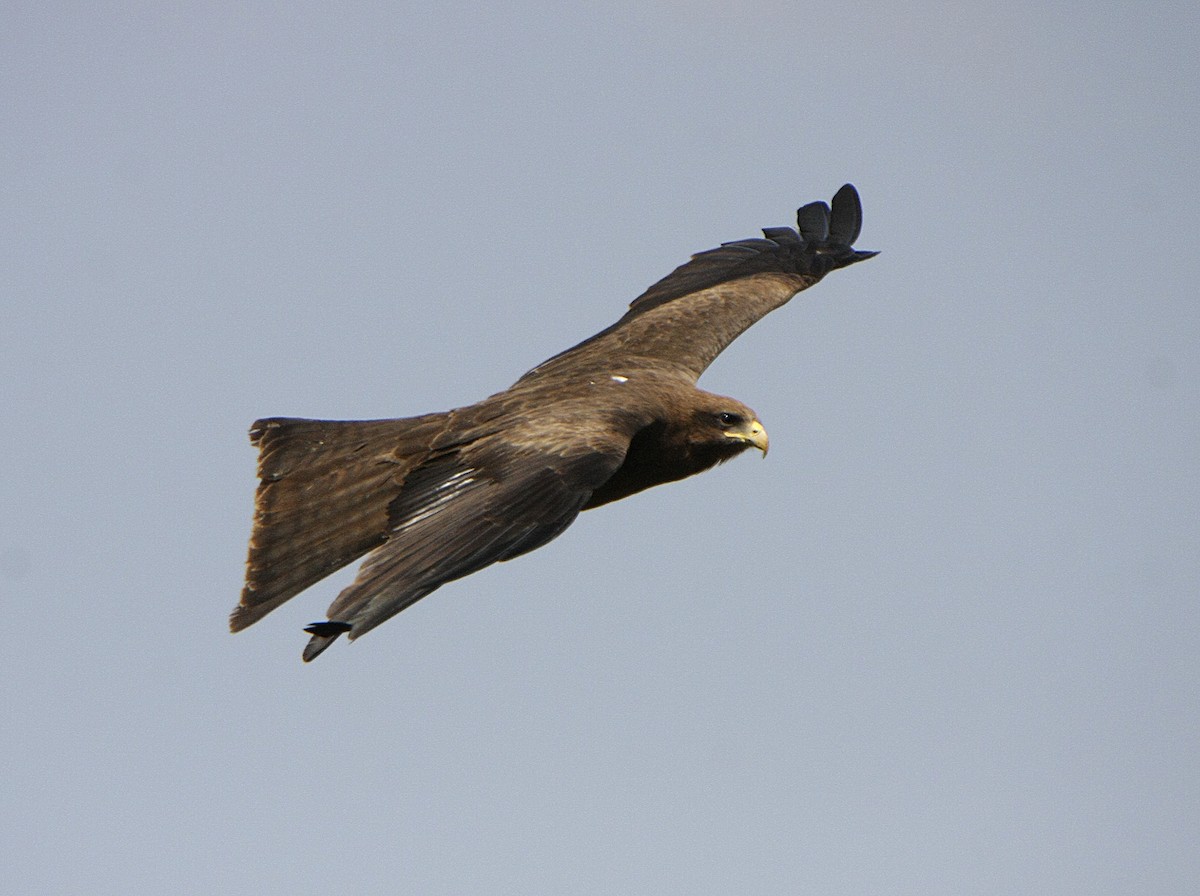 Black Kite (Yellow-billed) - ML538964231