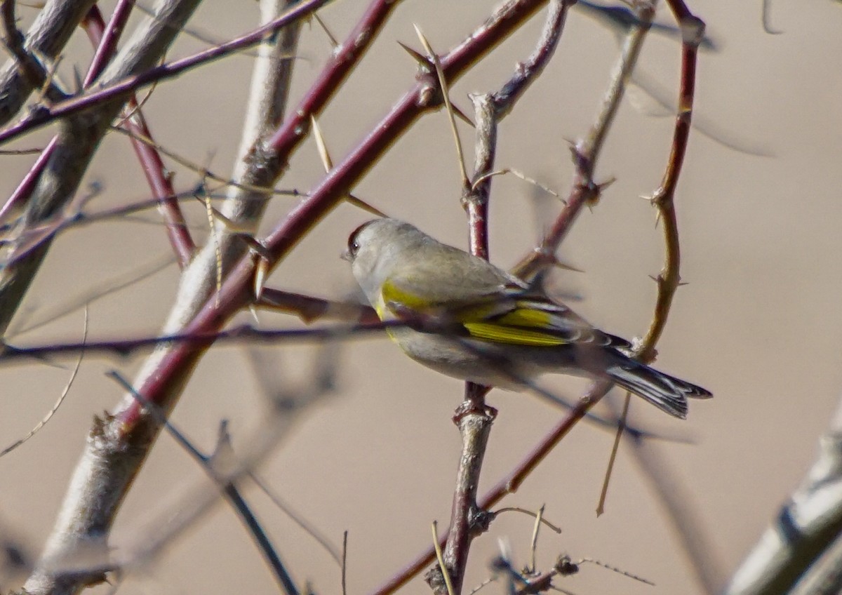 Lawrence's Goldfinch - ML538964491
