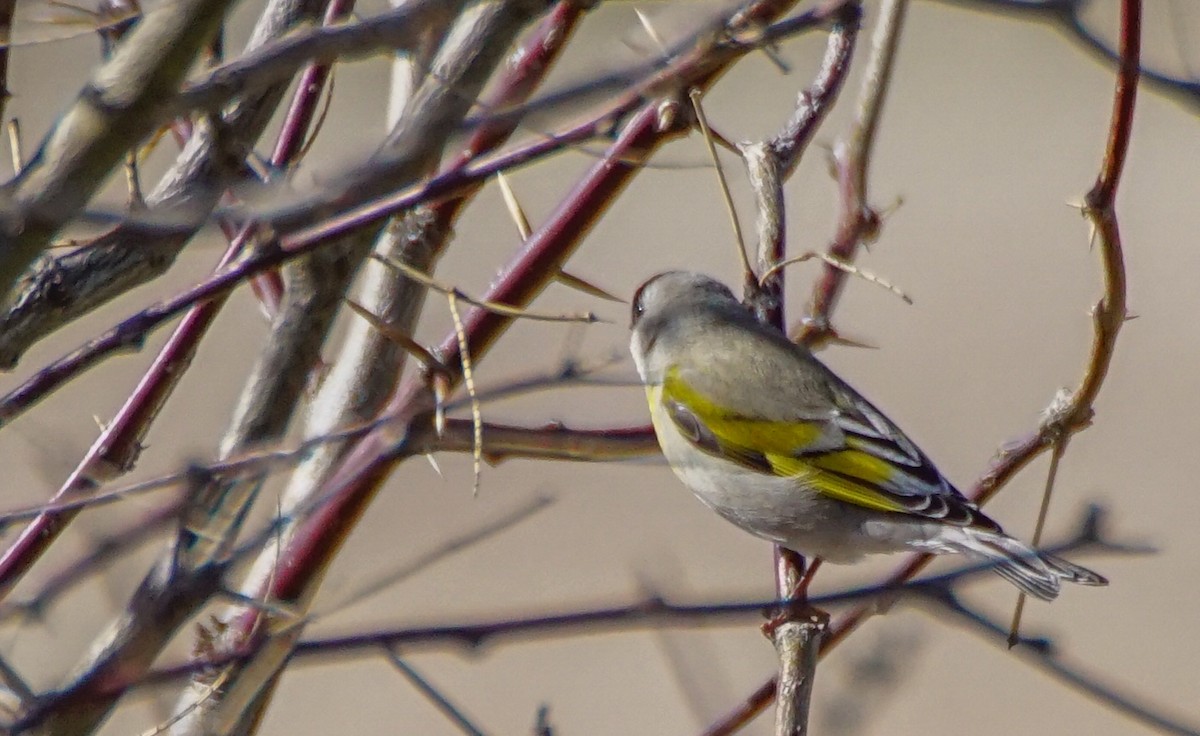 Lawrence's Goldfinch - ML538964531