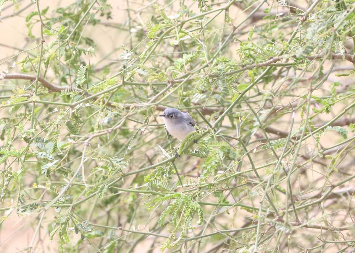 Blue-gray Gnatcatcher - ML538965351