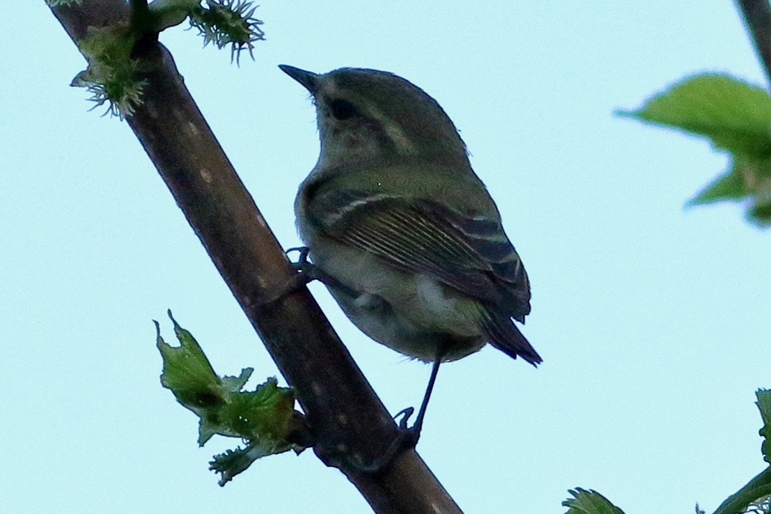 Hume's Warbler - ML538965521