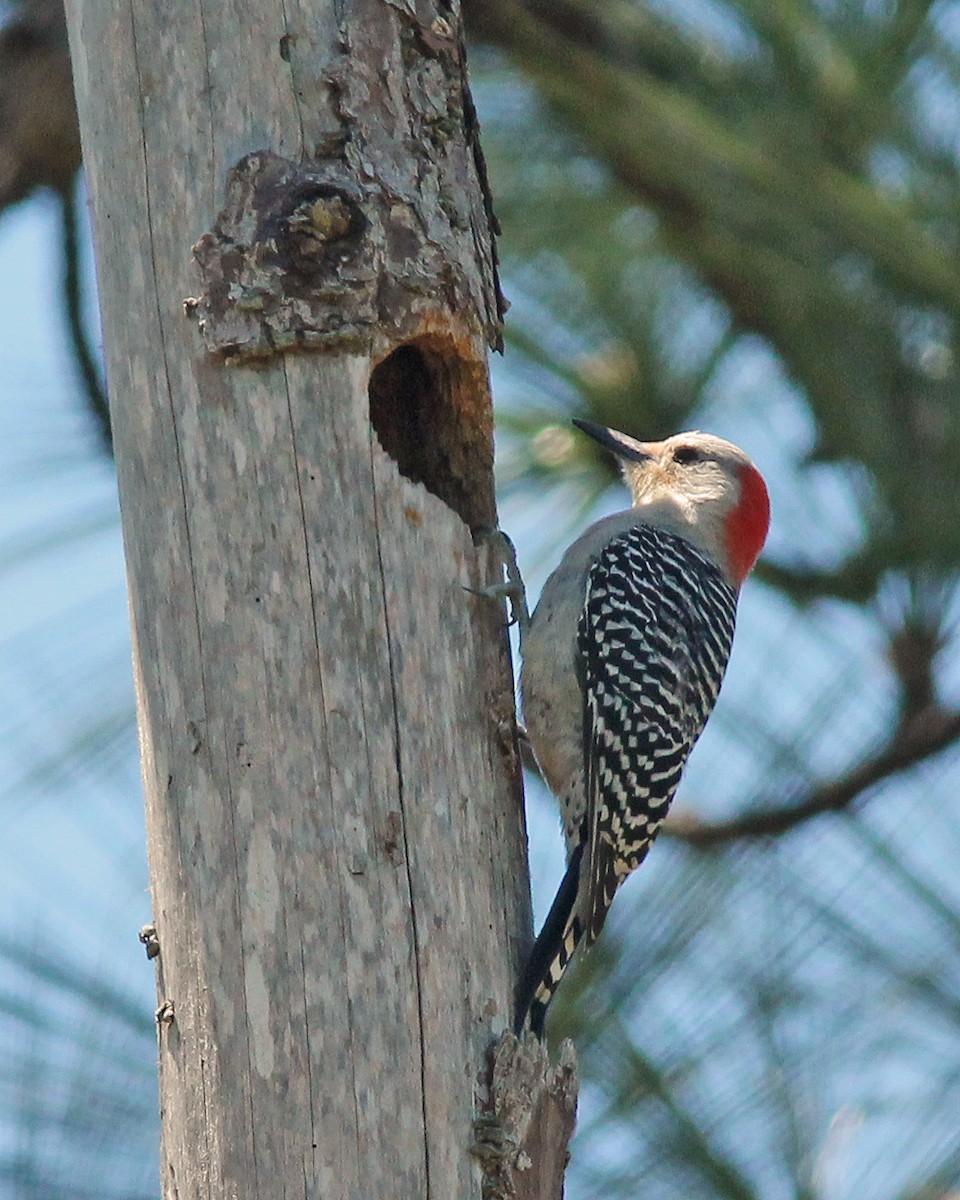 Red-bellied Woodpecker - ML53896581