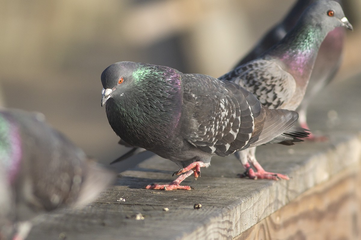Rock Pigeon (Feral Pigeon) - ML538965821