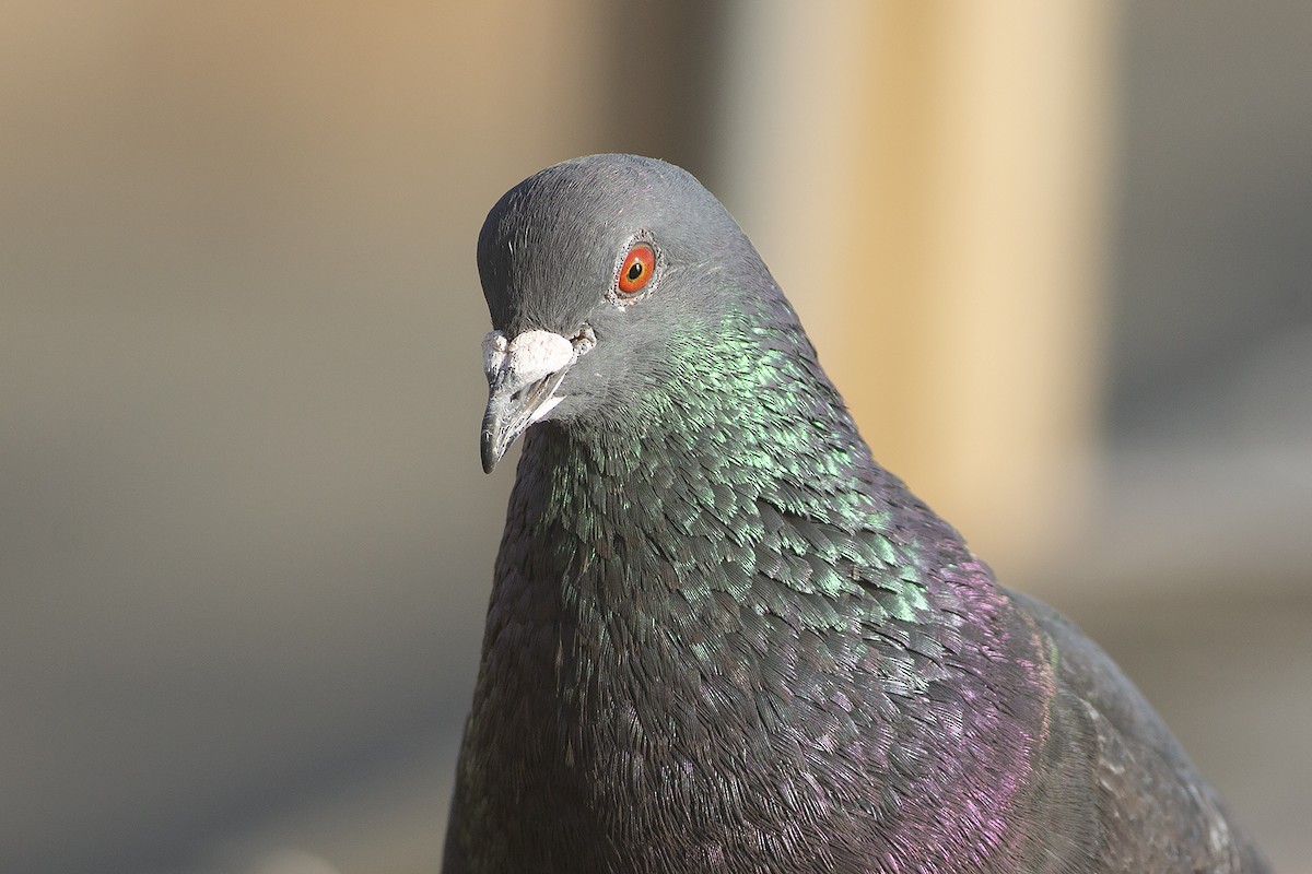 Rock Pigeon (Feral Pigeon) - ML538965851