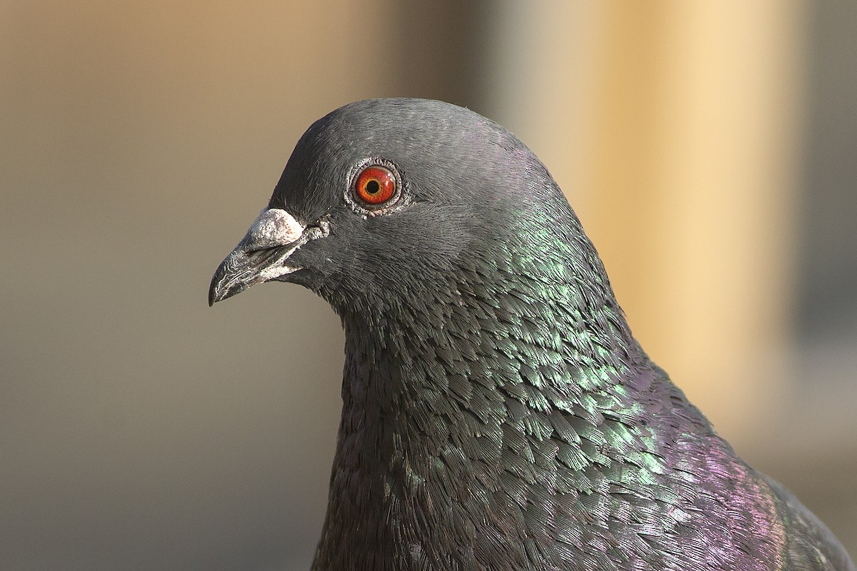 Rock Pigeon (Feral Pigeon) - ML538965861