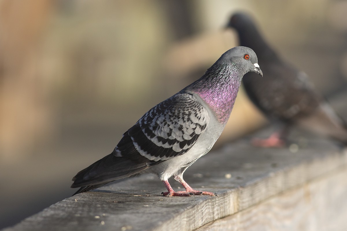 Rock Pigeon (Feral Pigeon) - ML538965871