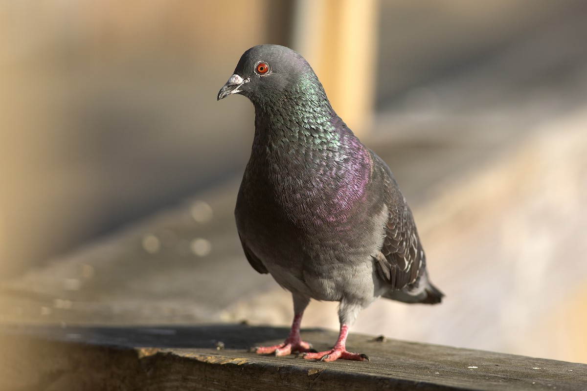 Pigeon biset (forme domestique) - ML538965901