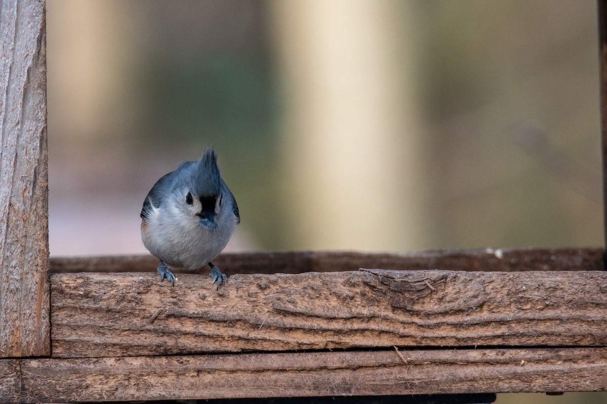 Tufted Titmouse - ML538966121