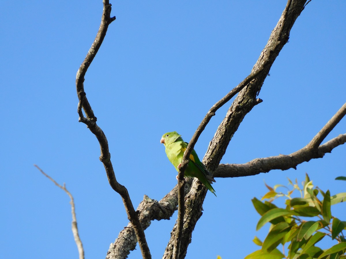 Yellow-chevroned Parakeet - ML538966181