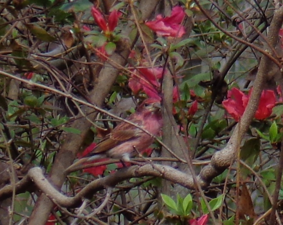 Purple Finch - ML538967961