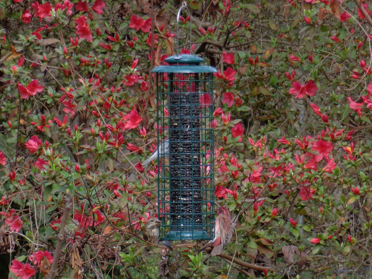 Purple Finch - Jonathan DiGioia