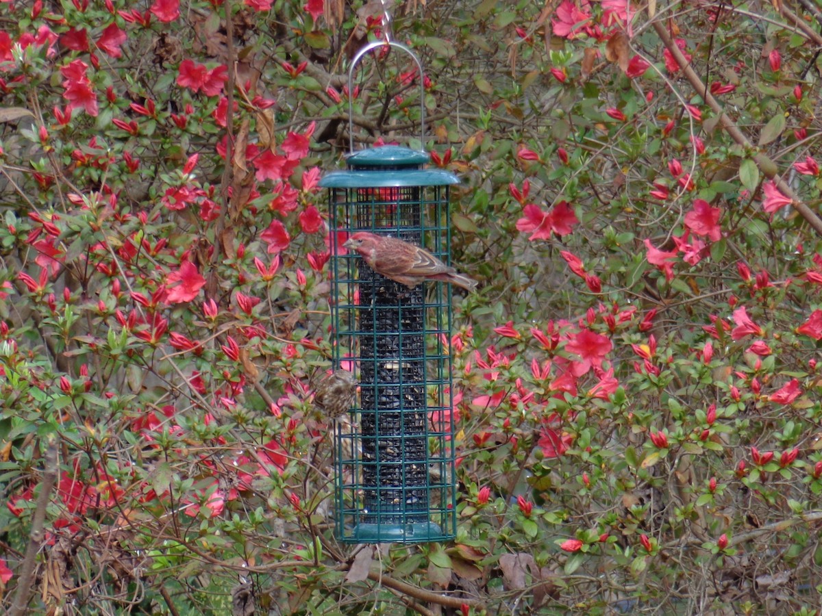 Purple Finch - Jonathan DiGioia