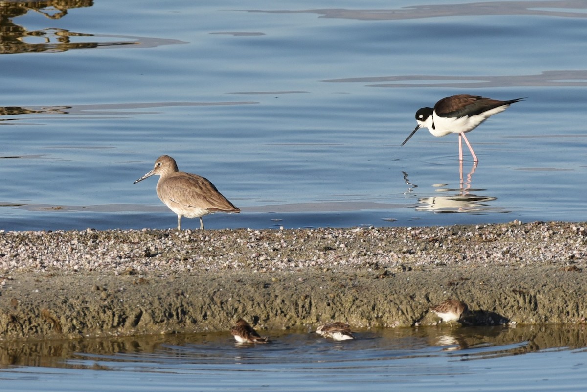 Willet - ML538970501