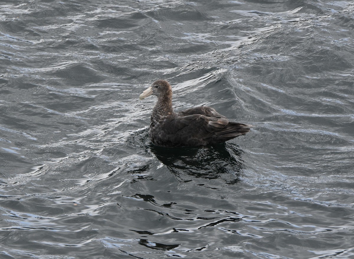 Southern Giant-Petrel - ML538970681