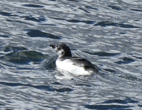 Magellanic Penguin - ML538971131