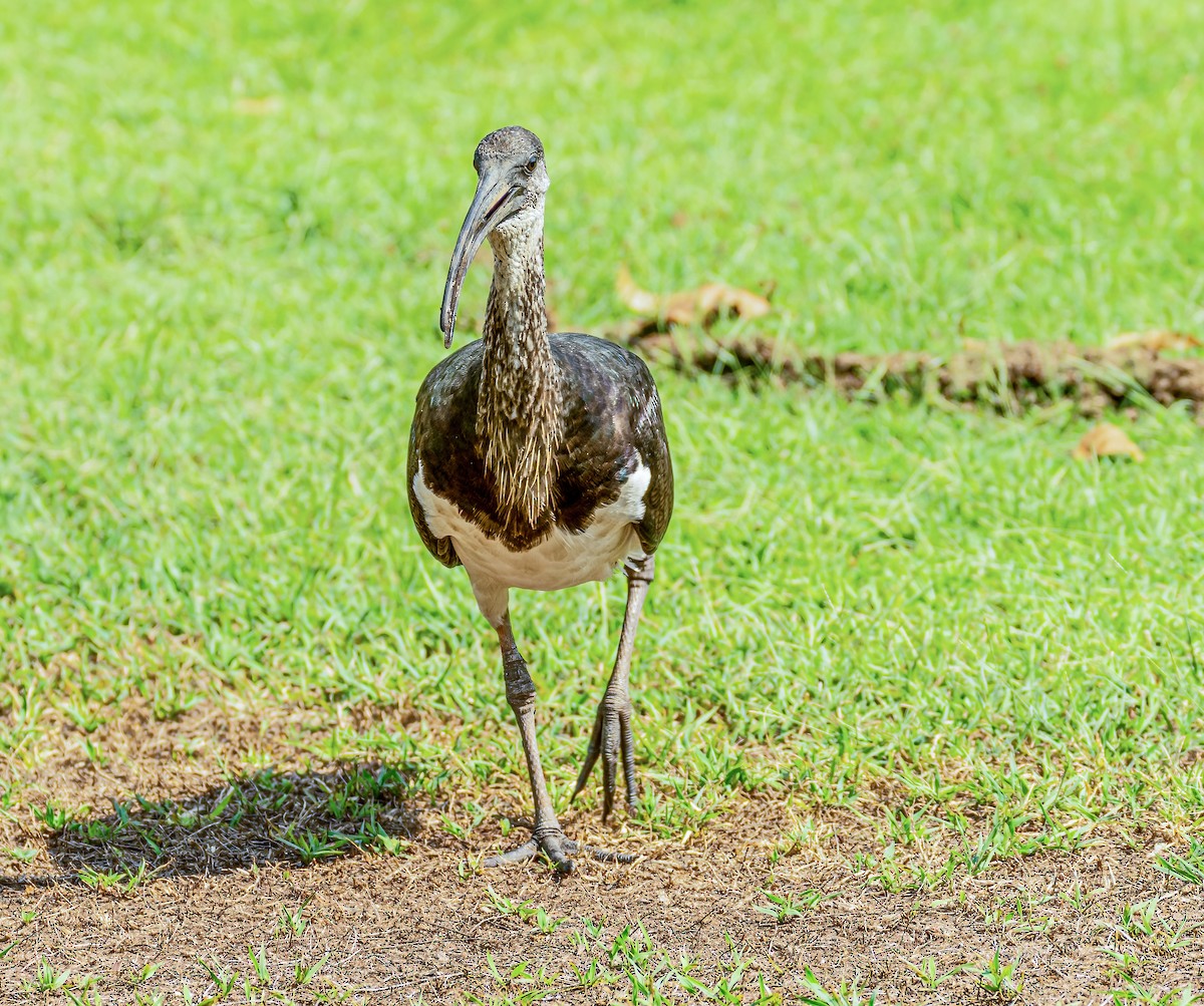 Straw-necked Ibis - ML538971781