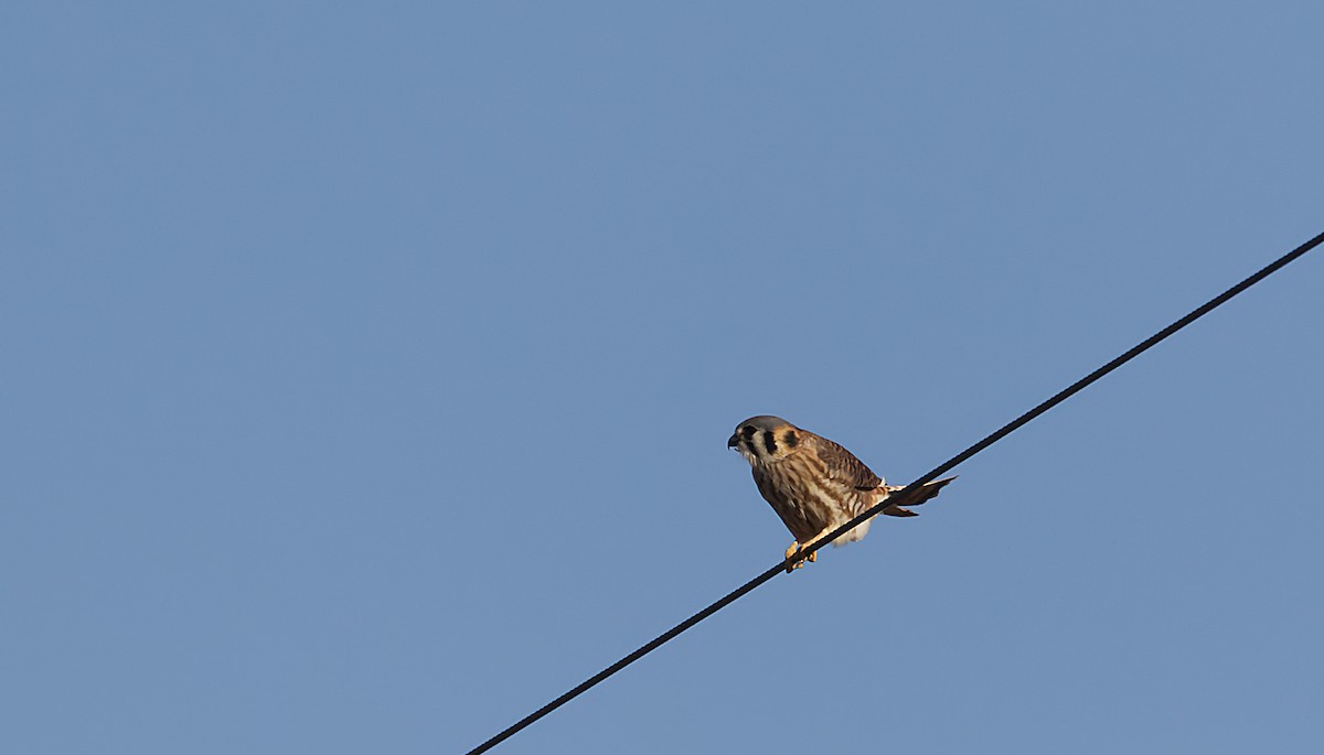 American Kestrel - ML538972241