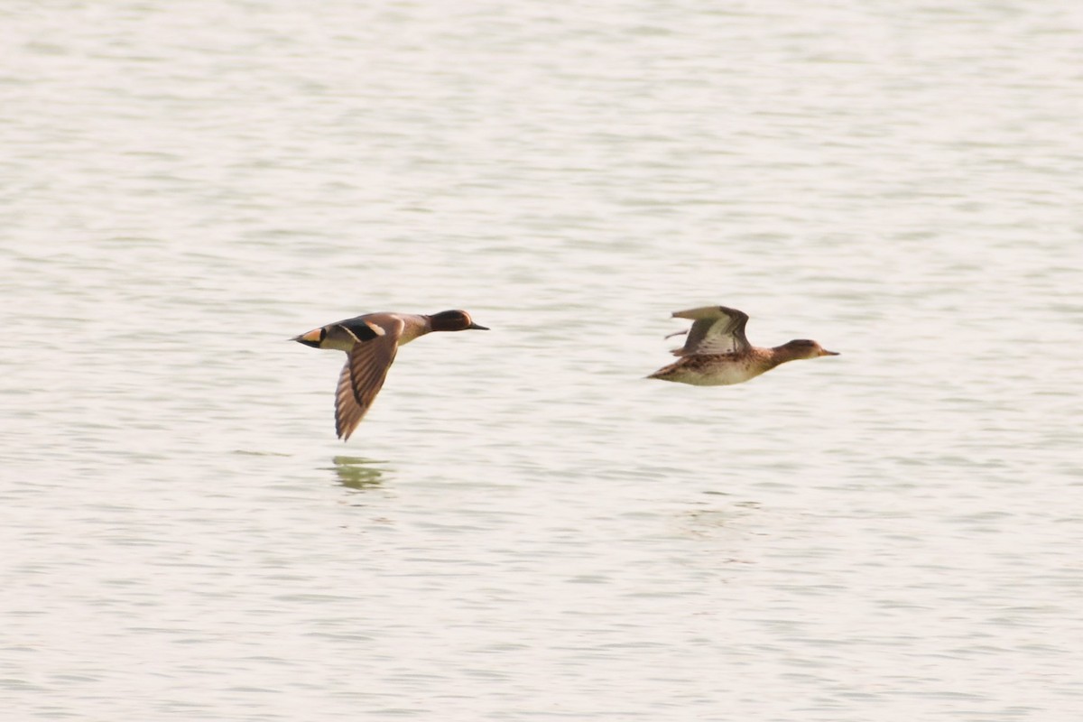 Green-winged Teal - ML538972871