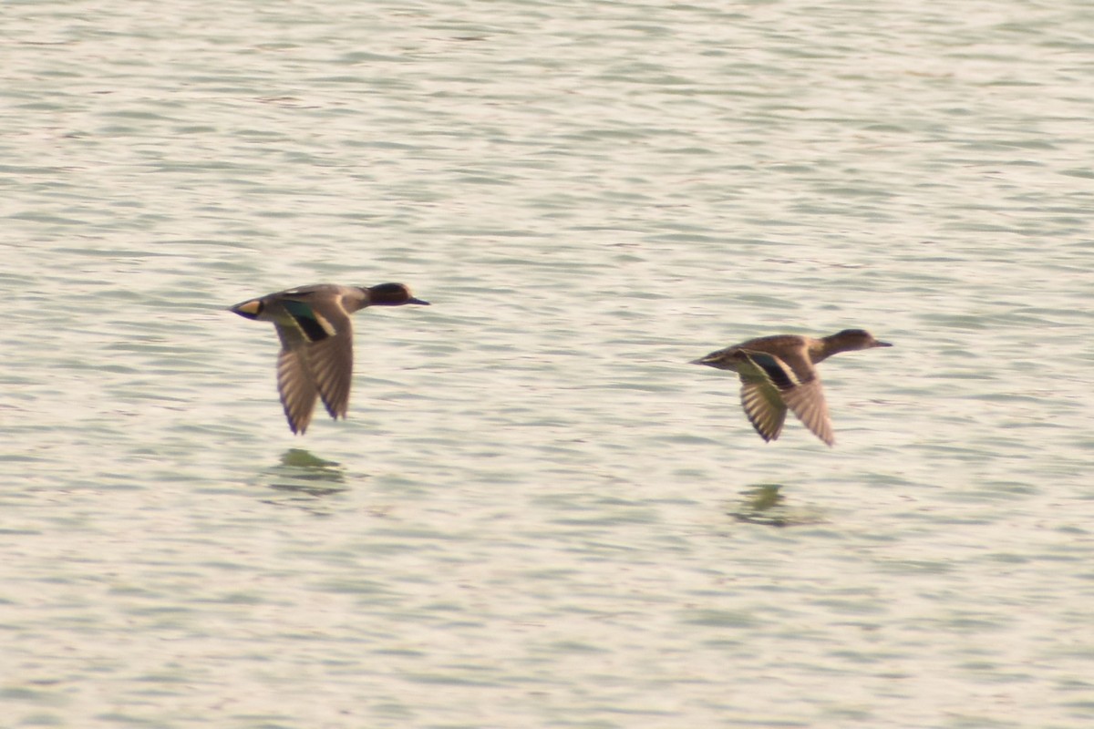 Green-winged Teal - ML538972881