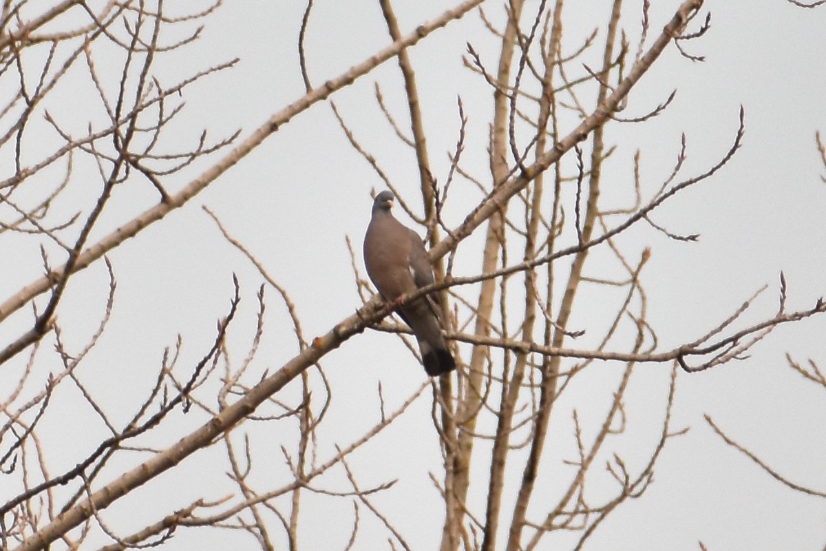 Common Wood-Pigeon - ML538973071