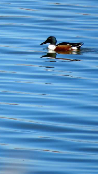 Northern Shoveler - ML53897331