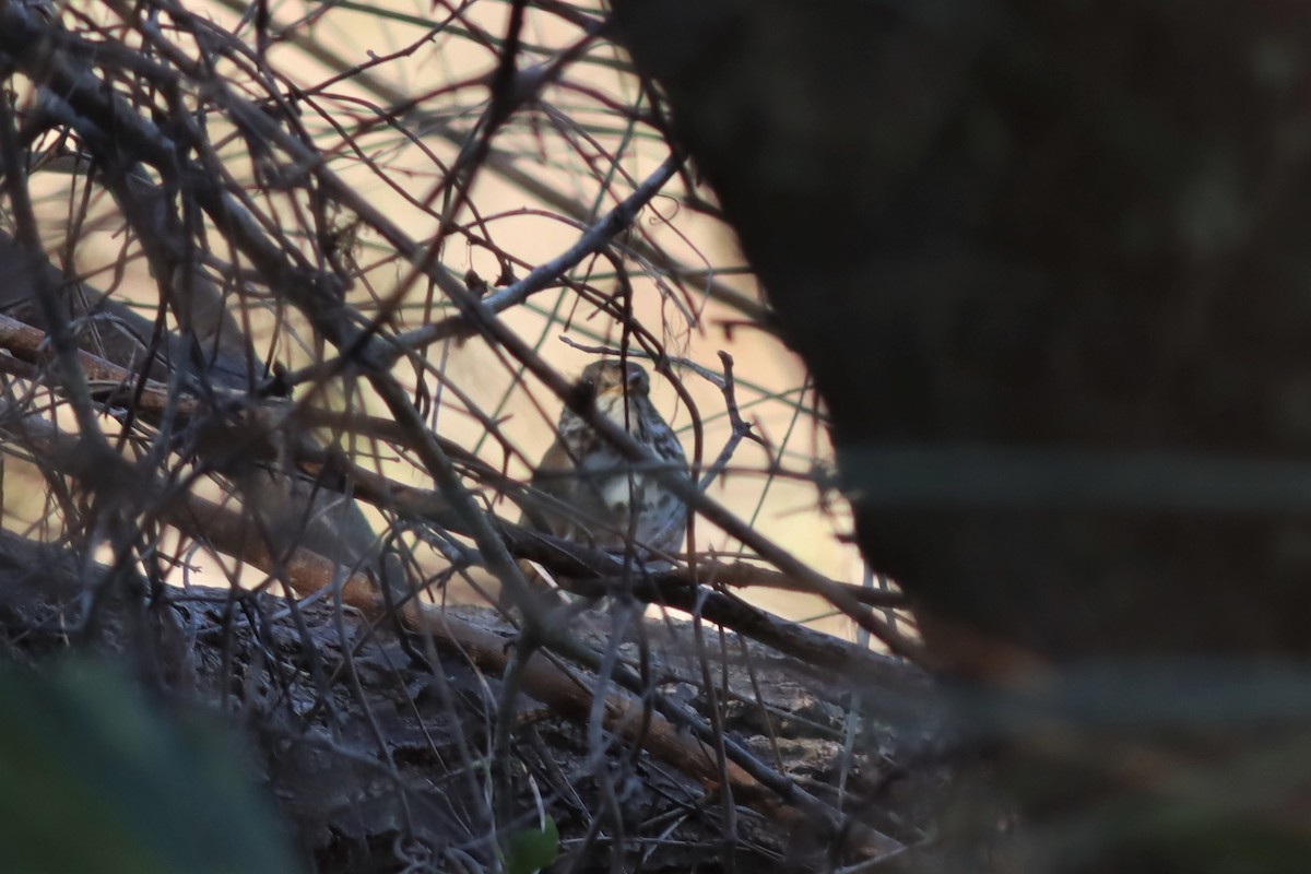 Hermit Thrush - ML538973521