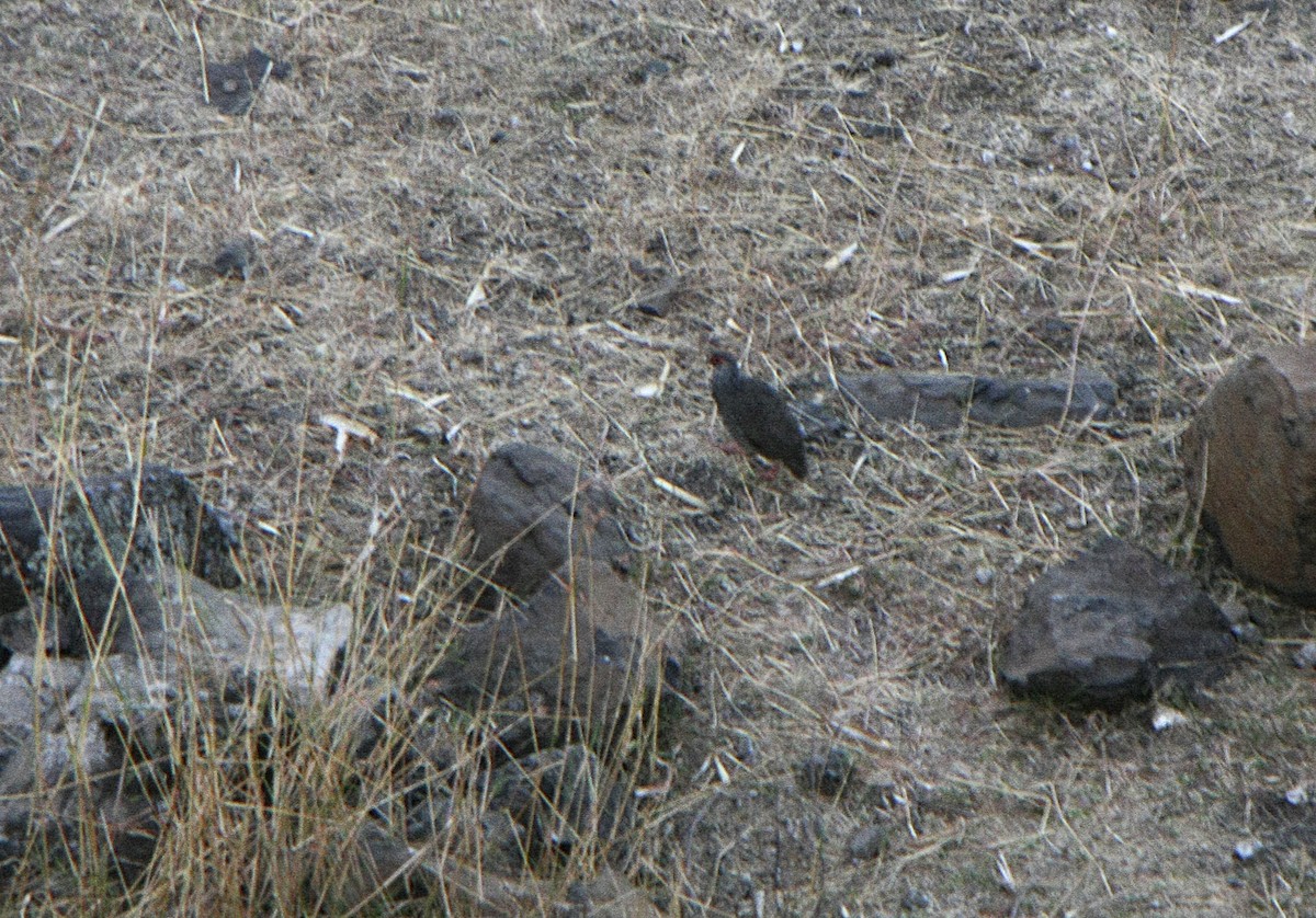 Harwood's Spurfowl - ML538974051