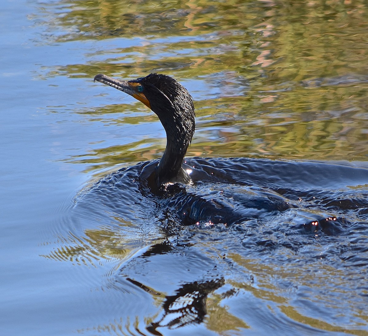 Double-crested Cormorant - Michael Brower