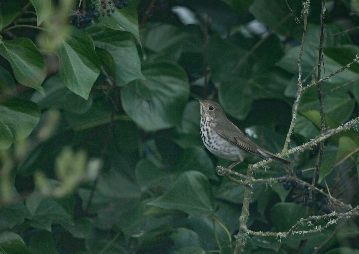 Hermit Thrush (guttatus Group) - ML538976511