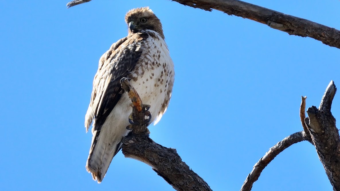 hawk sp. - ML53897721