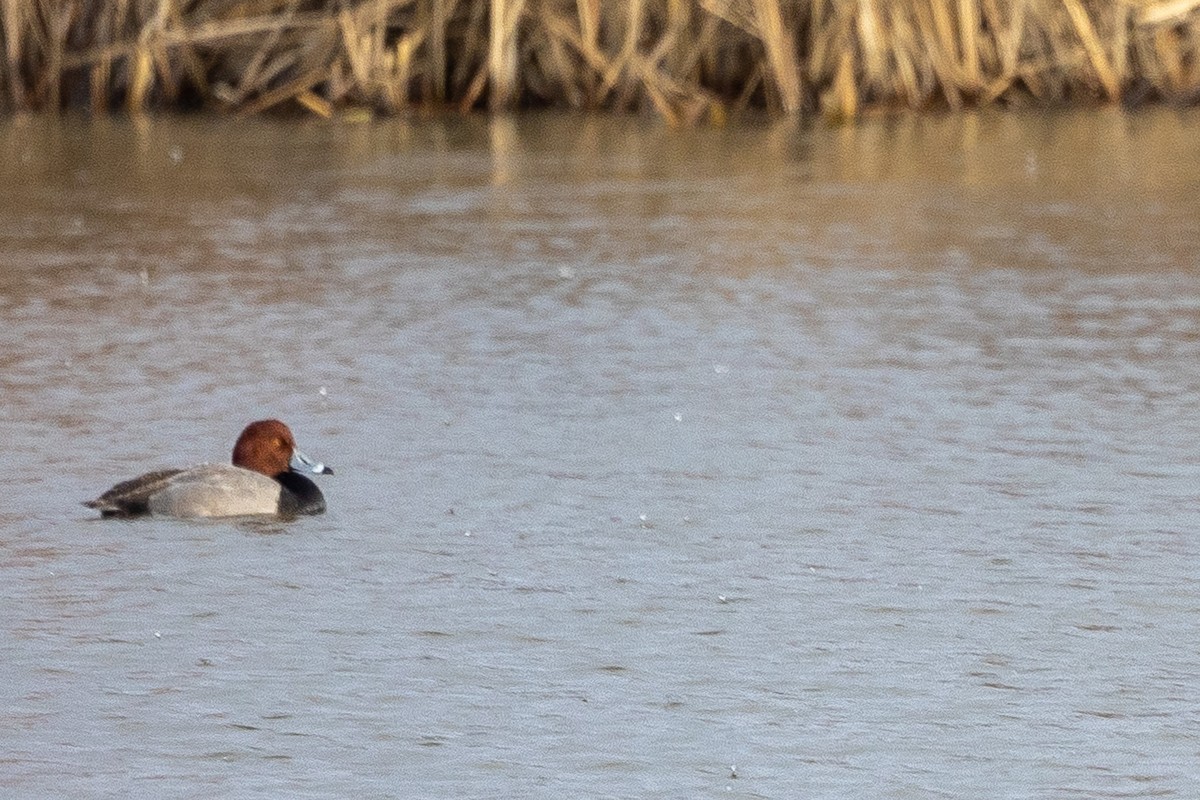 Redhead - ML538977391