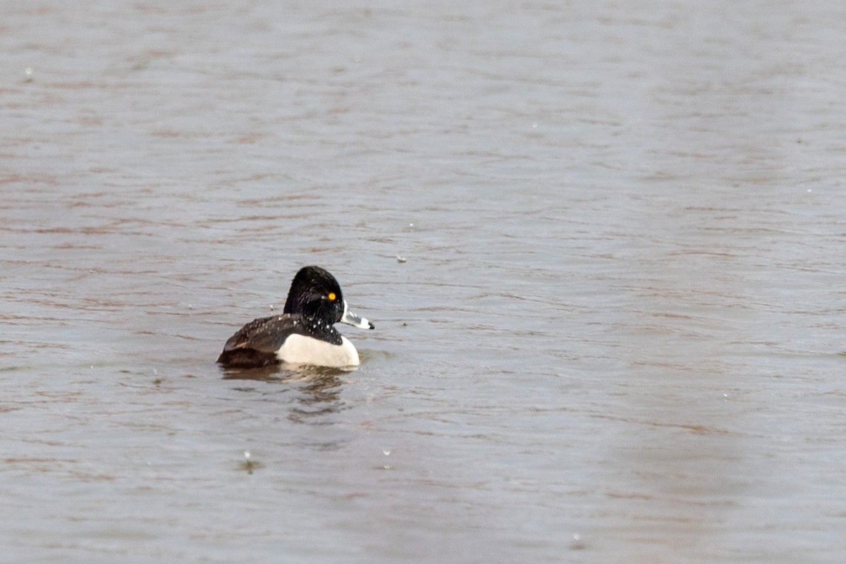 Ring-necked Duck - Randy Blome