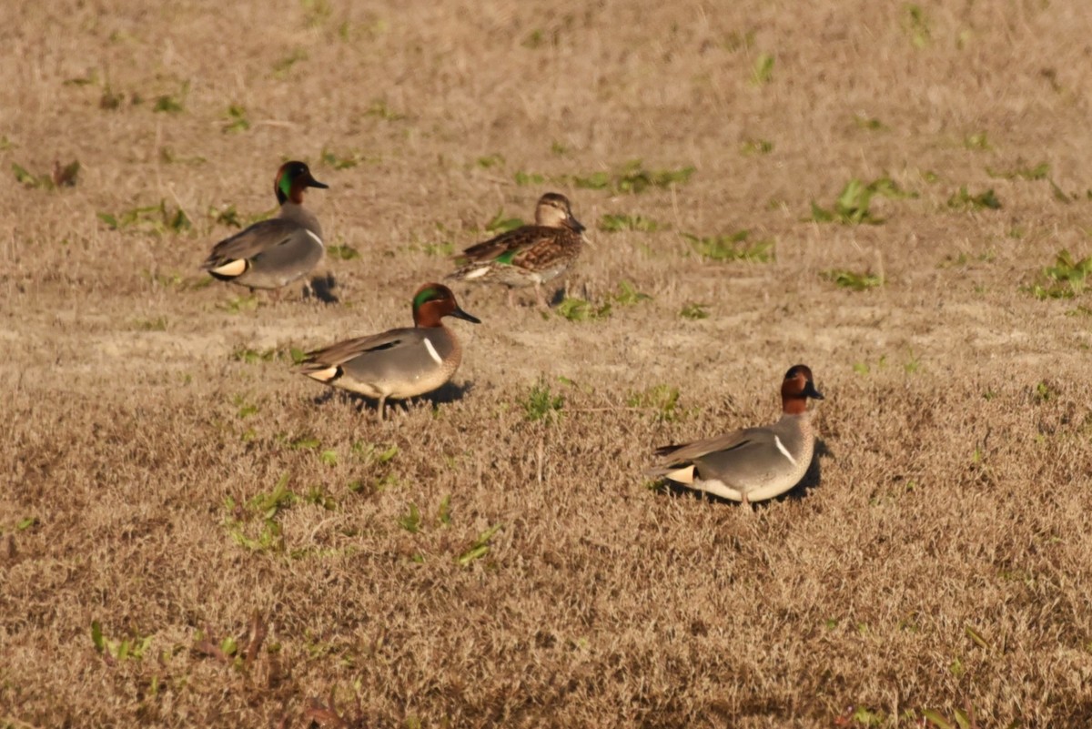 Green-winged Teal - ML538979411