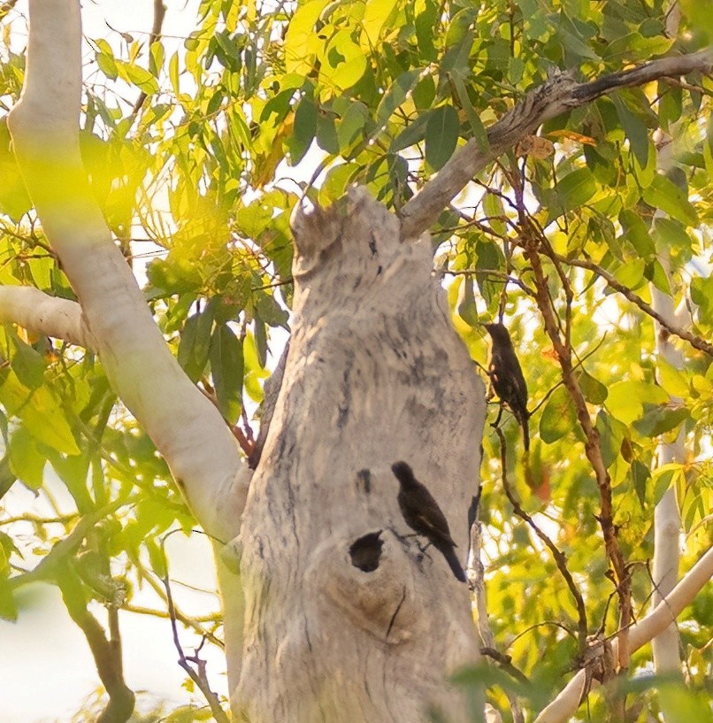 Black-tailed Treecreeper - ML538980511