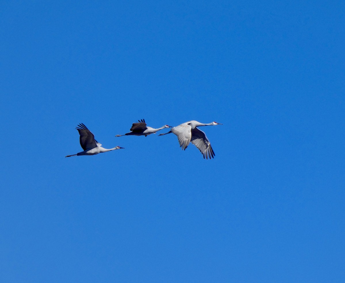 Sandhill Crane - ML538980761