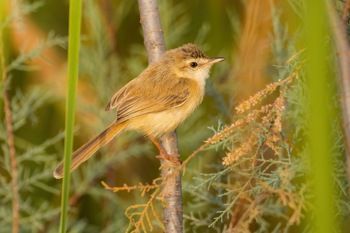 River Prinia - Yeray Seminario