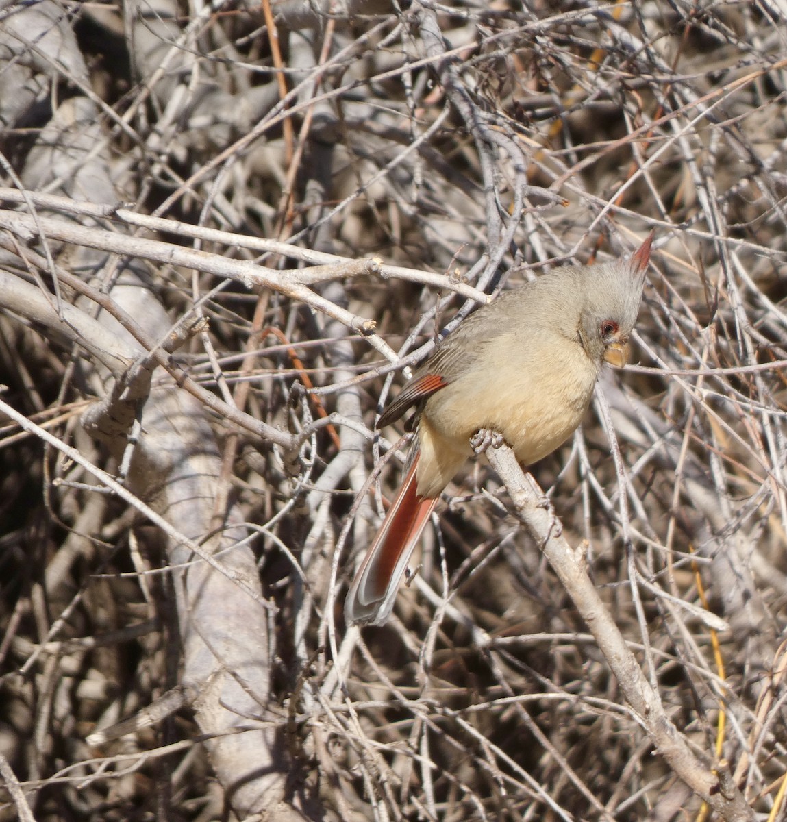 Cardinal pyrrhuloxia - ML538981501