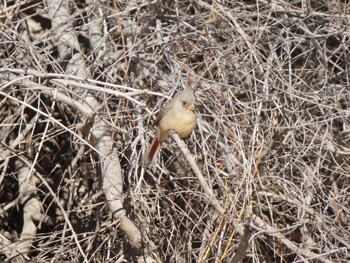 Cardinal pyrrhuloxia - ML538981511