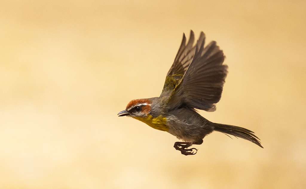 Rufous-capped Warbler - ML538982321