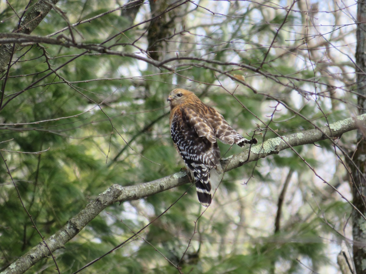 Red-shouldered Hawk - ML538982901