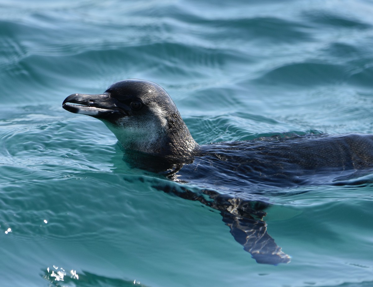 Manchot des Galapagos - ML538984581