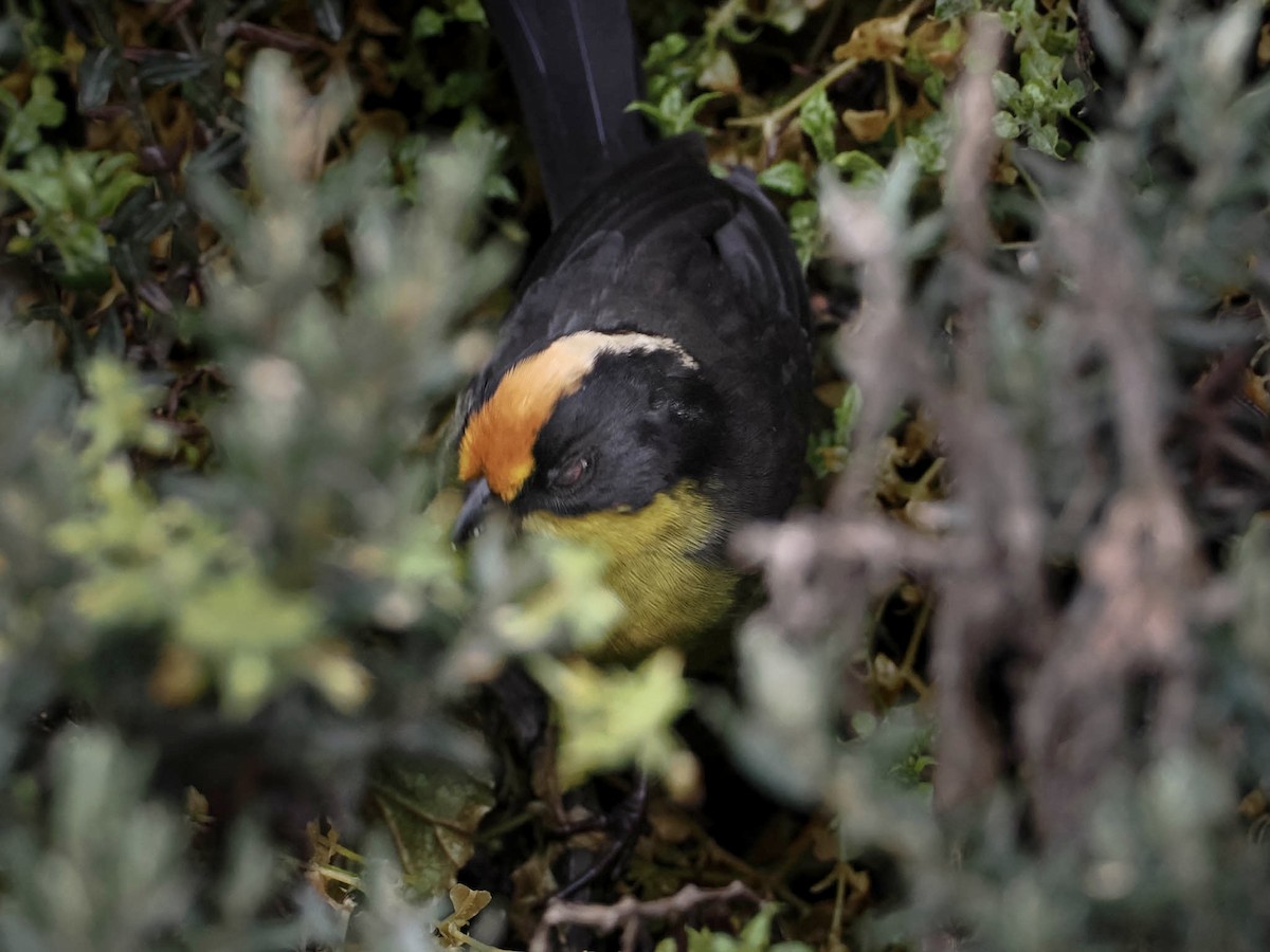 Pale-naped Brushfinch - ML538984911